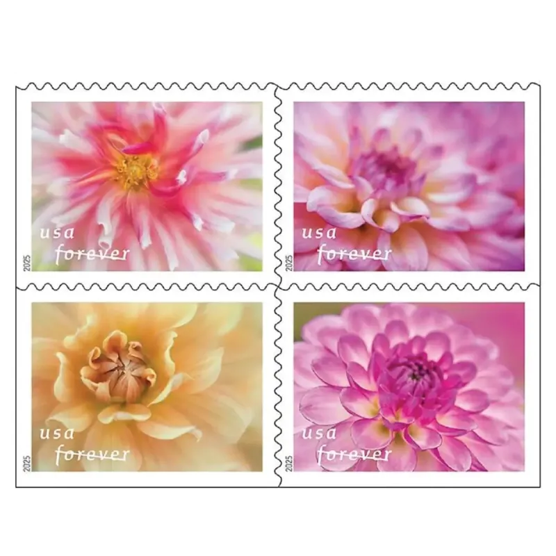 Dahlias 2025 - 5 Sheets / 100 Pcs